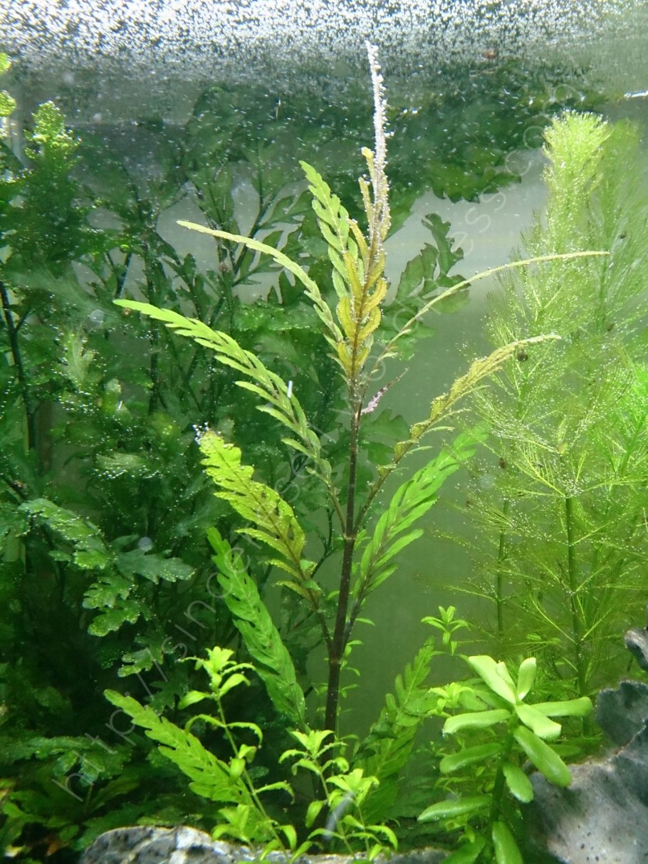 Гигрофила перистая