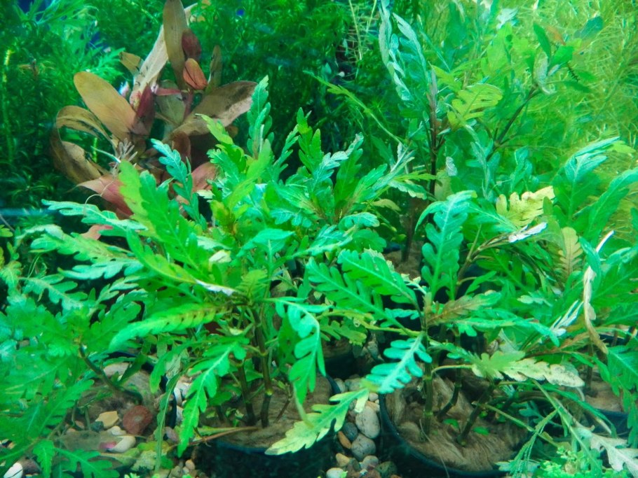 Гигрофила Пиннатифида