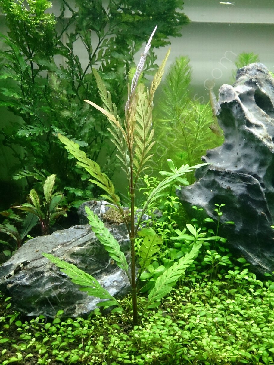 Водоросли Гигрофила