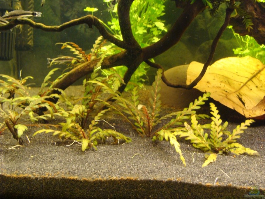 Гигрофила многосеменная мраморная