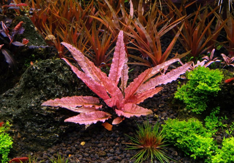 Гигрофила Пиннатифида