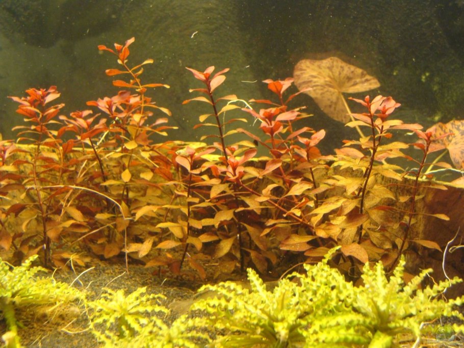 Гигрофила Пиннатифида