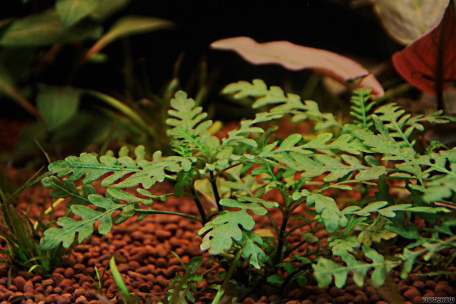 Криптокорина Вендта Фламинго