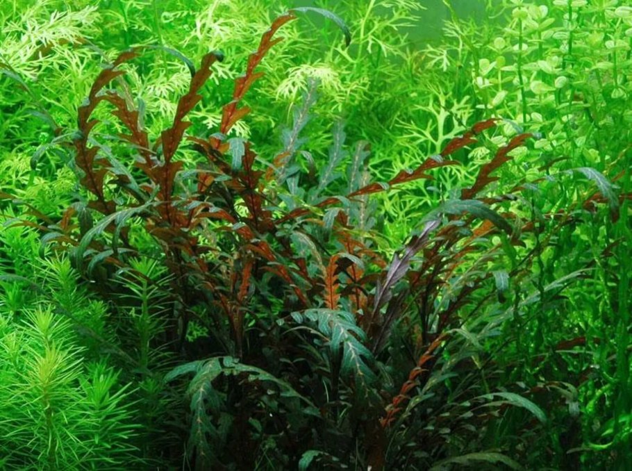 Гигрофила перистонадрезанная Пиннатифида