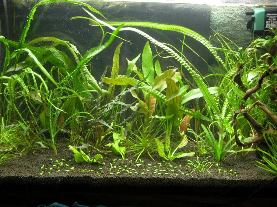 Гигрофила "Арагуая"