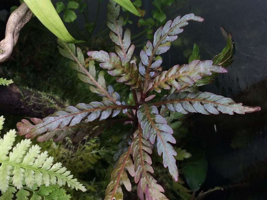 Гигрофила перистонадрезанная Пиннатифида