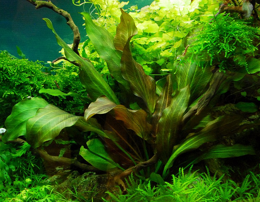 Гигрофила Пиннатифида