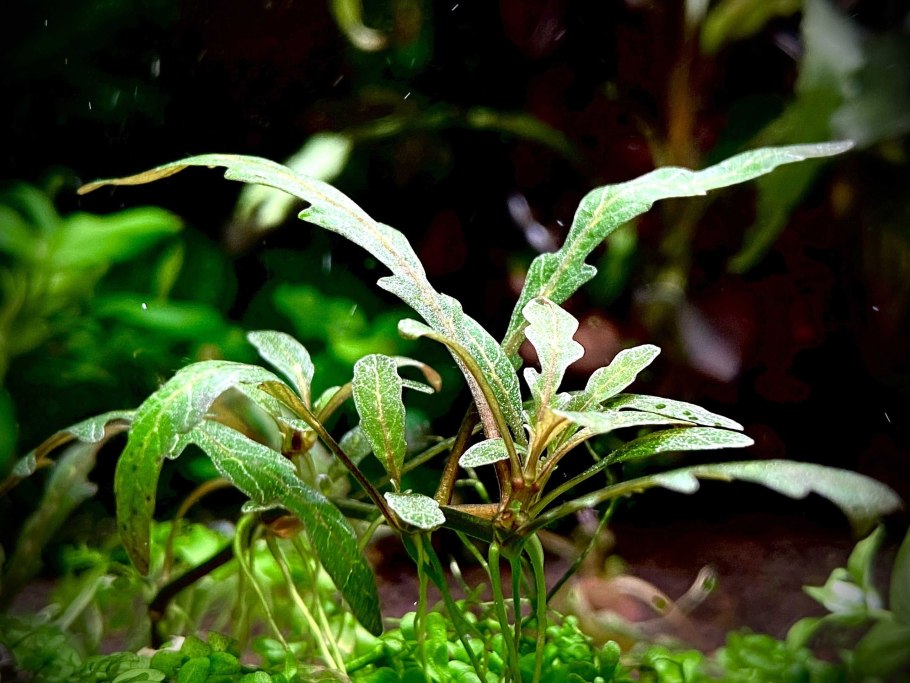 Гигрофила Пиннатифида