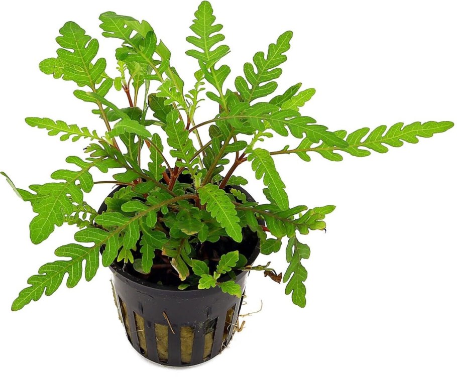 Гигрофила перистая