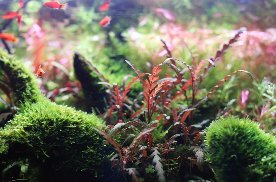 Стаурогин Репенс