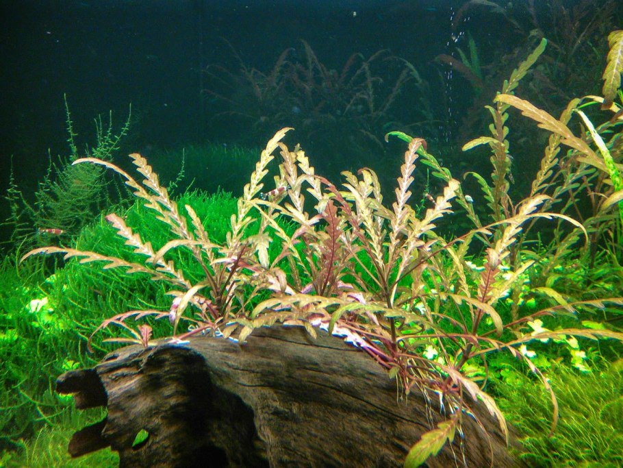 Гигрофила Пиннатифида Hygrophila pinnatifida