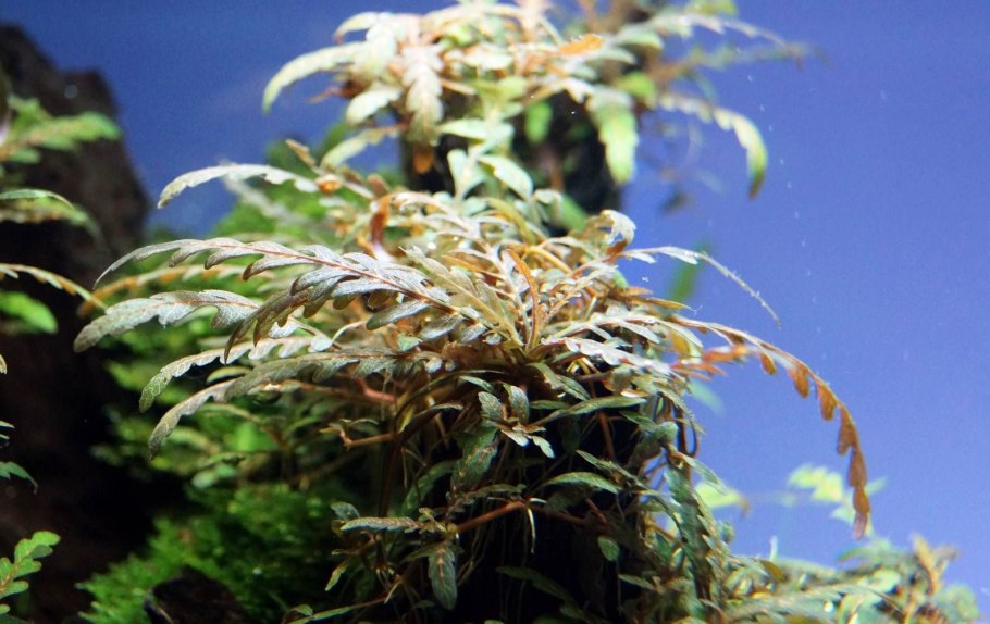 Гигрофила Пиннатифида