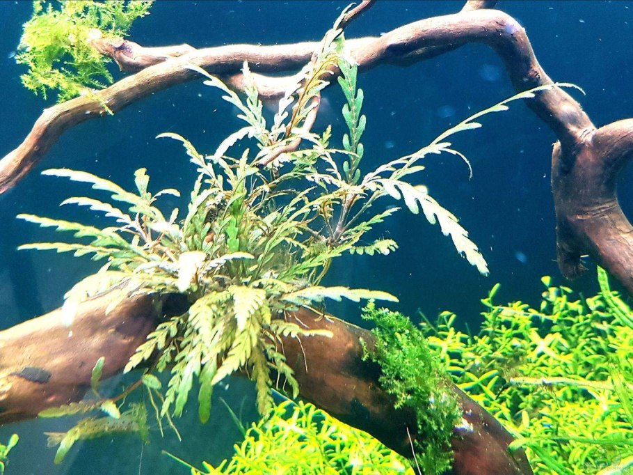 Эхинодорус "Рени" меристемный