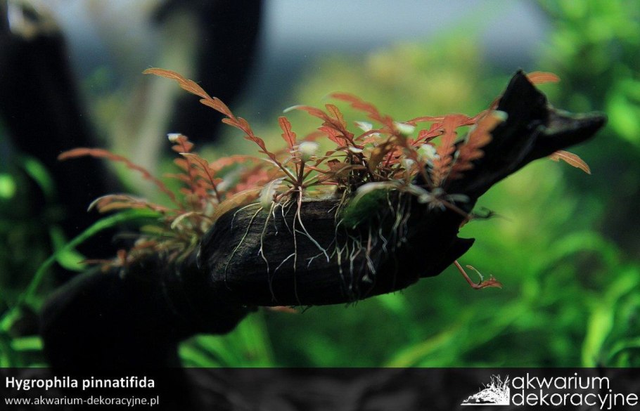 Гигрофила Пиннатифида