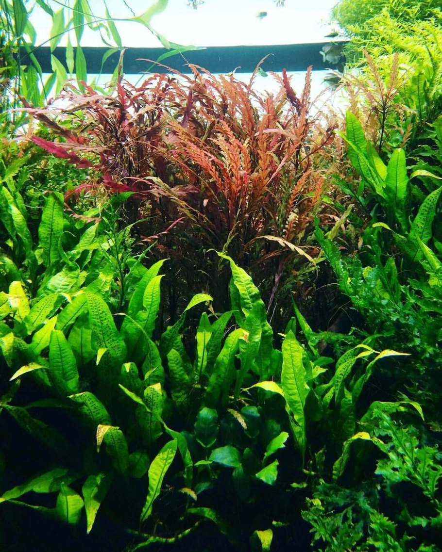 Пиннатифида аквариумное растение