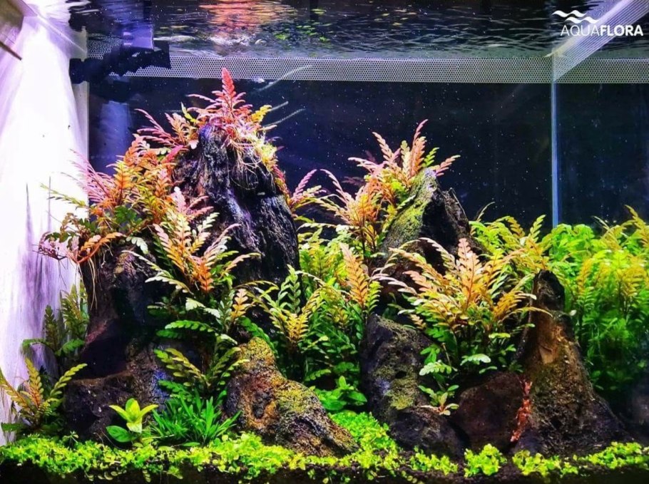 Пиннатифида на коряге