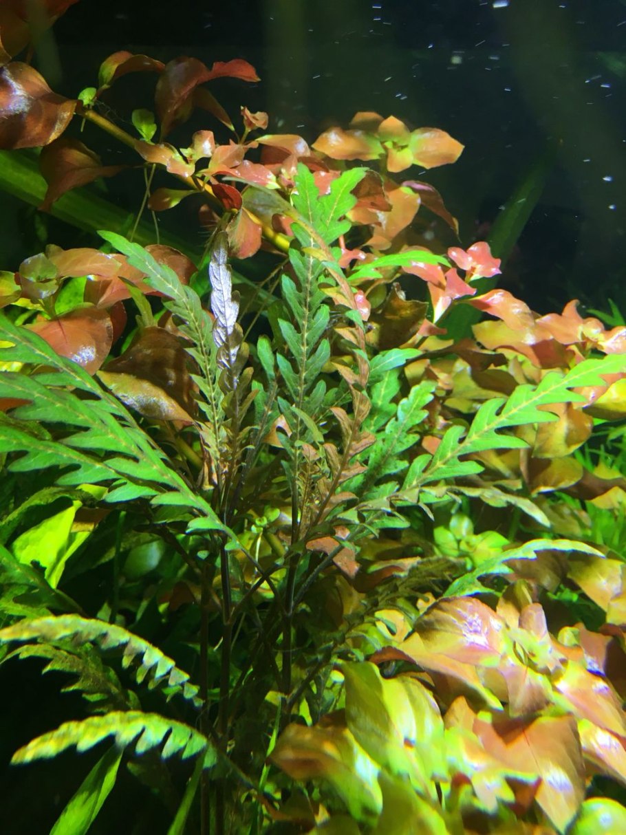 Гигрофила многосемянная