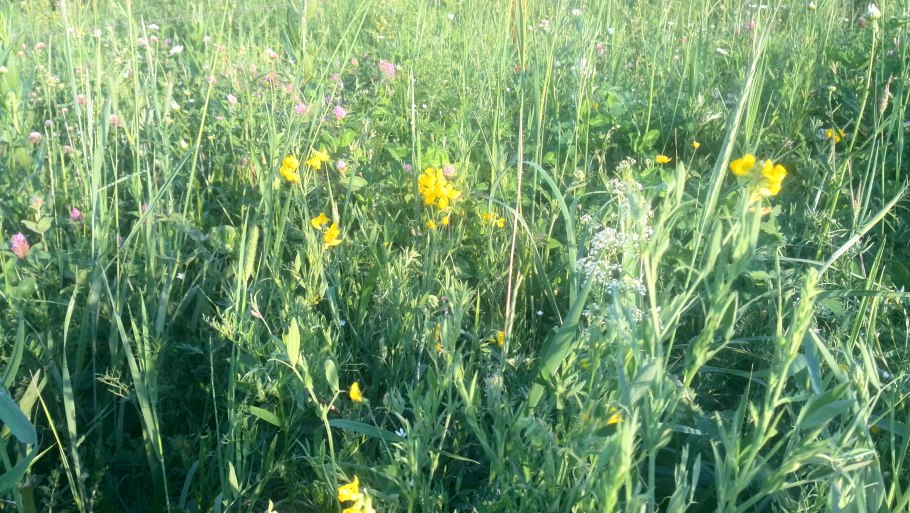 Люпин узколистный