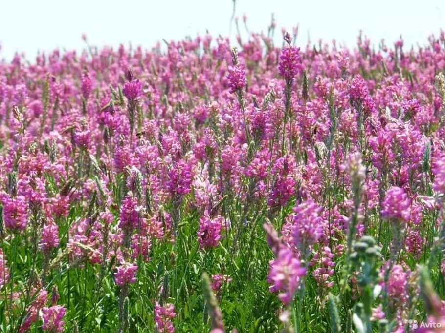 Тимофеевка Луговая (Phleum pratense)