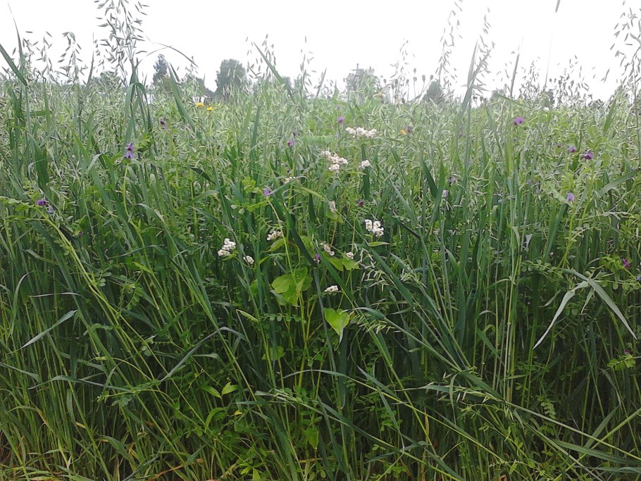 Люцерна трава кормовая