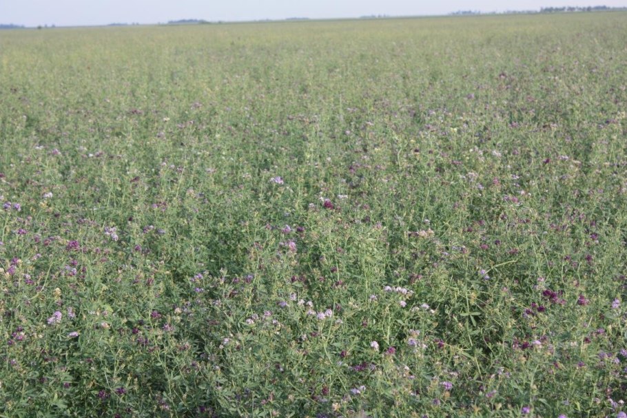 Трава Вико овсяная смесь