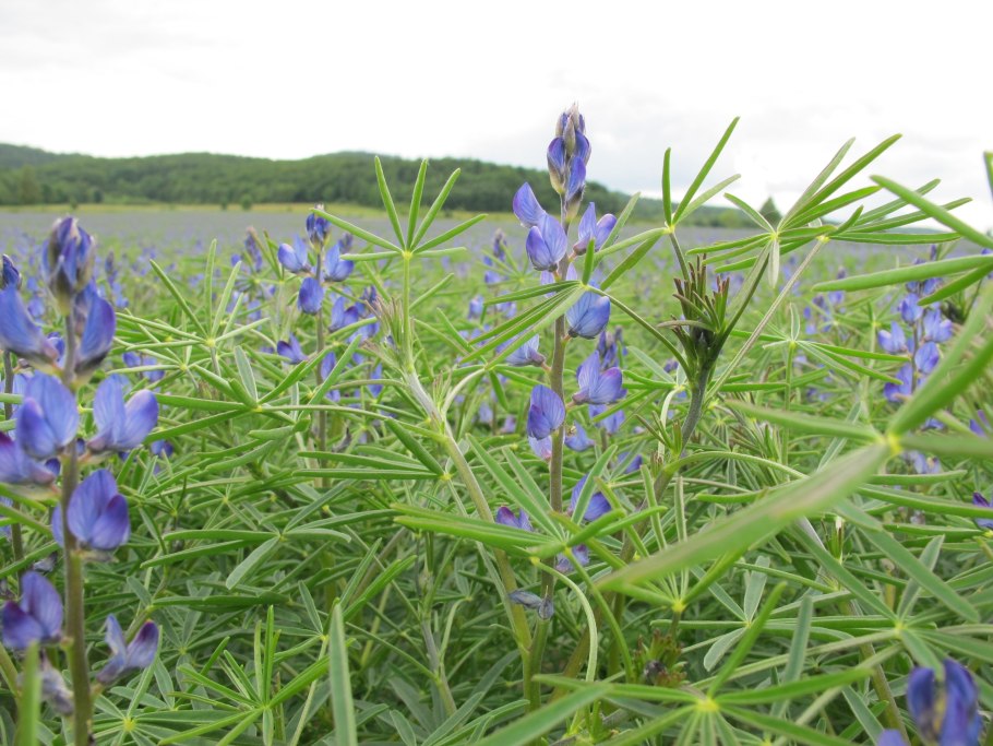 Люцерна Полевая