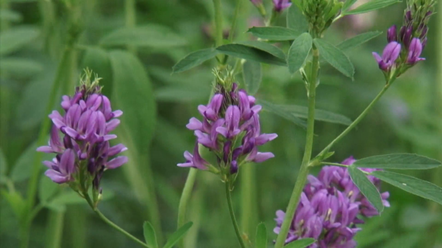 Люцерна бутонизация