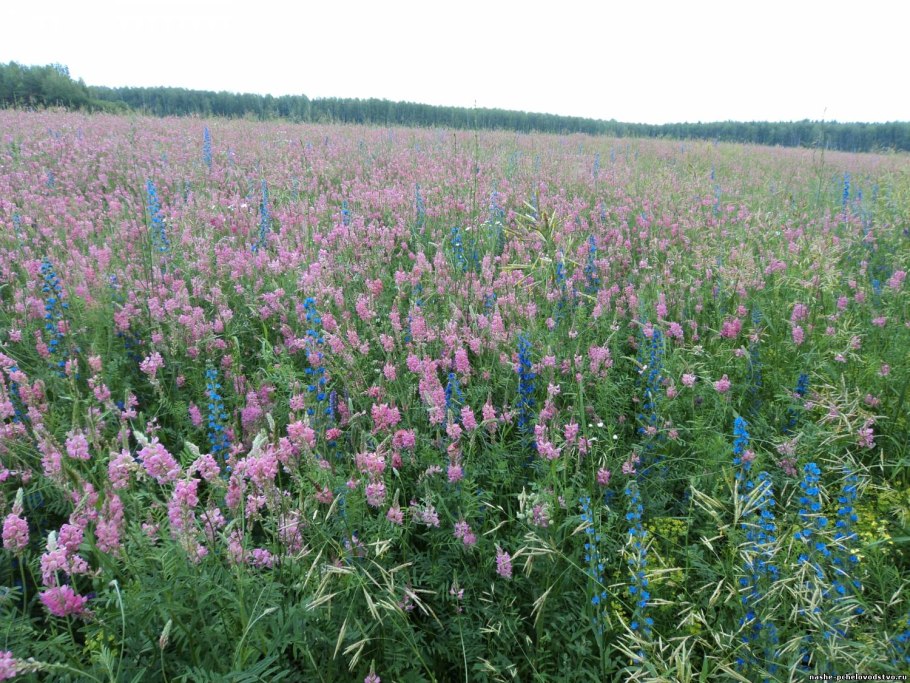 Сеяная трава для коровы