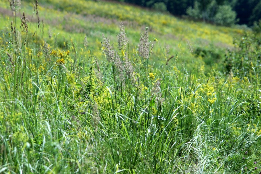Поле кукурузы на силос