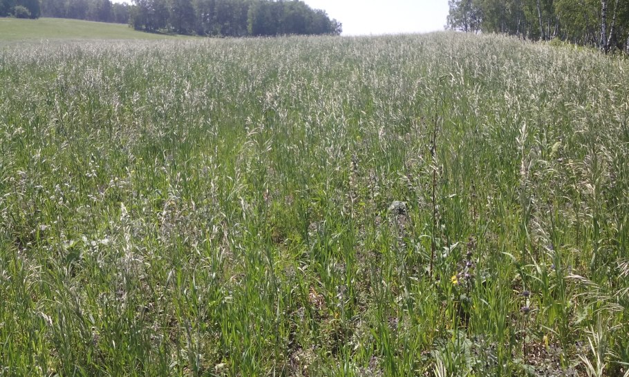 Донник желтый семена