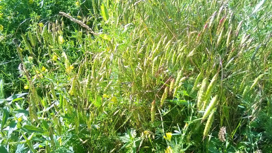 Сено райграс ,Тимофеевка ,люцерна