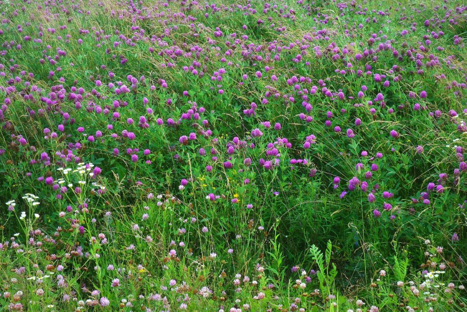 Донник однолетний семена