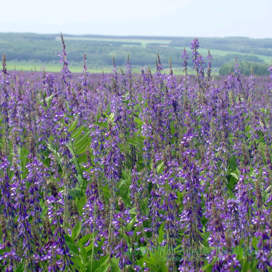 Райграс пастбищный Вик 66