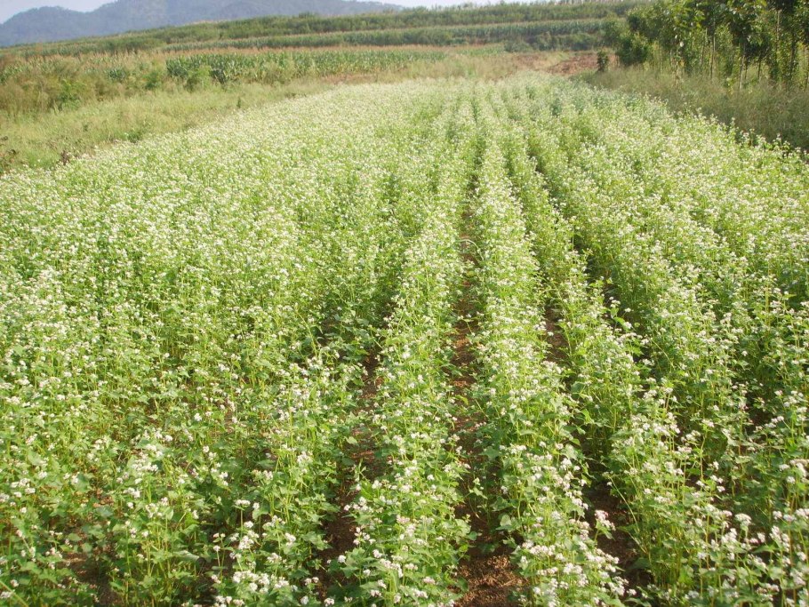 Семена эспарцета песчаный