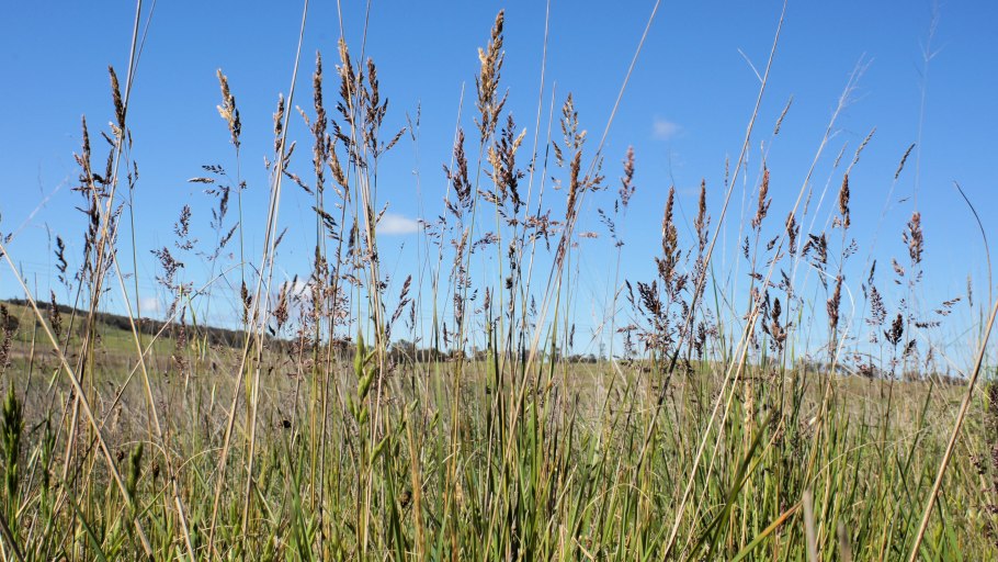 Кормовые культуры гречиха