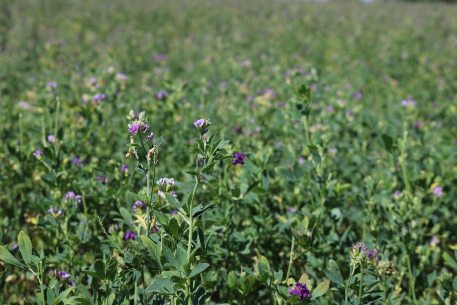 Растение люцерна поле