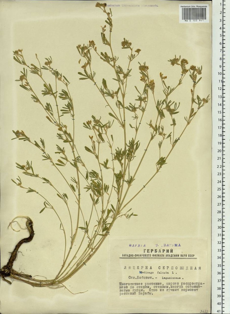 Смесь люцерны с клевером