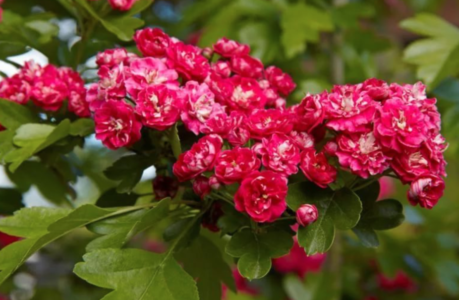 Боярышник волосистоцветковый