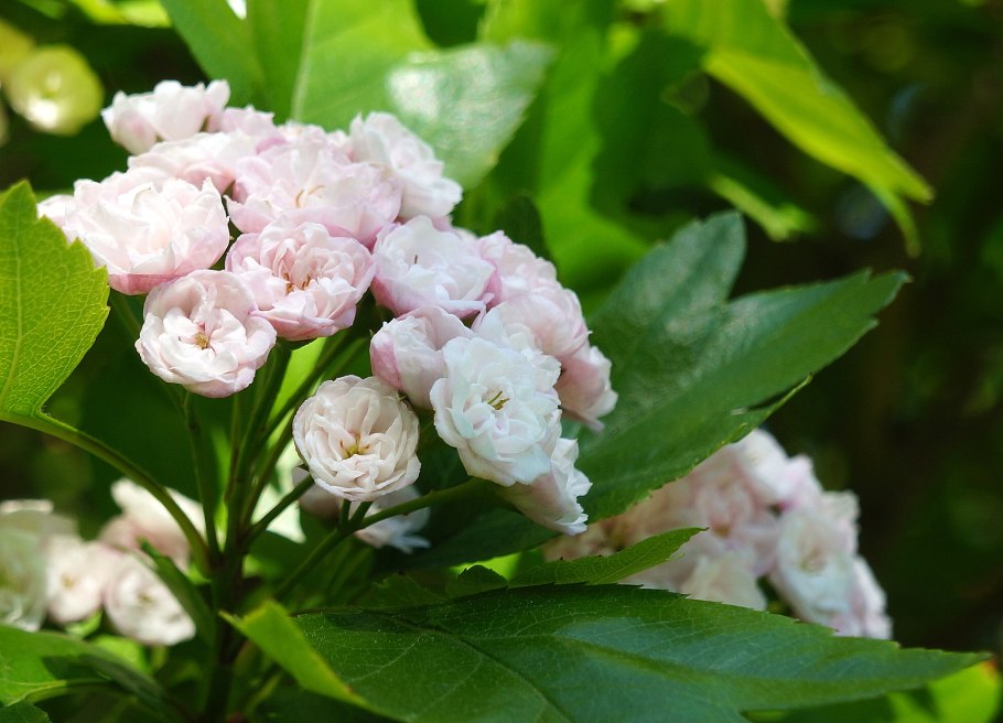 Боярышник розовоцветный