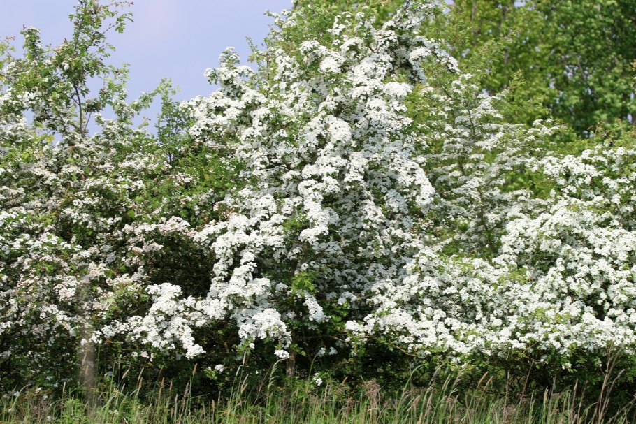 Боярышник Пауль Скарлет