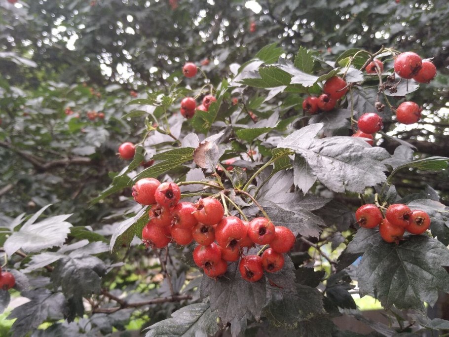 Боярышник однопестичный