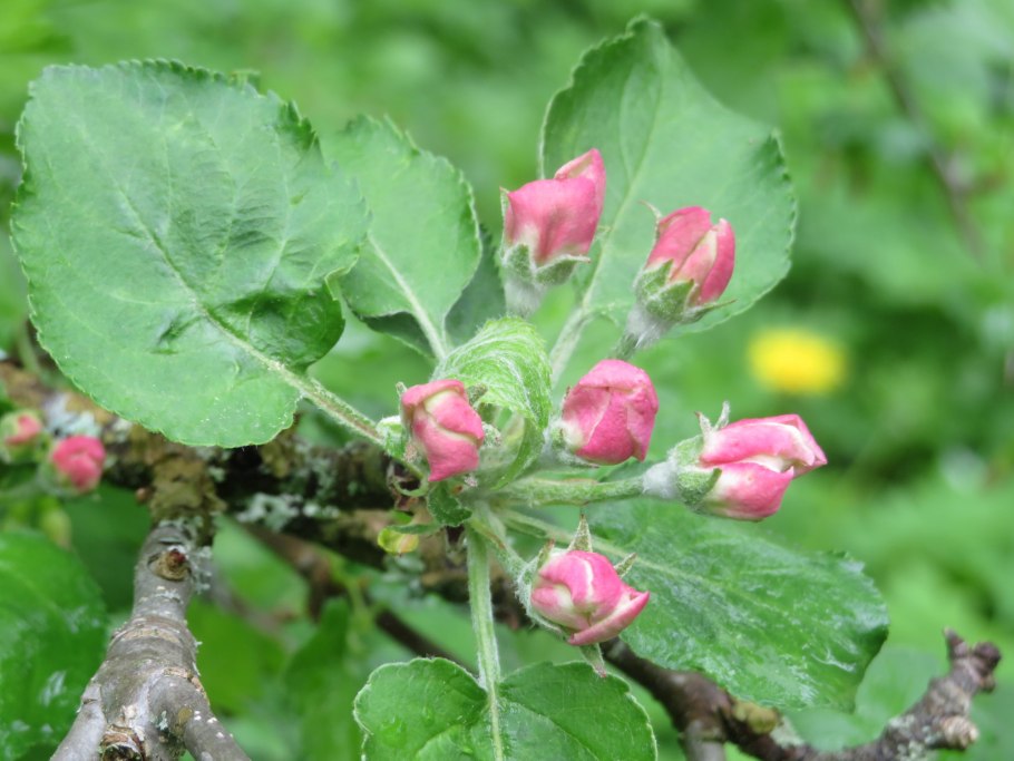 Боярышник Сибирский куст