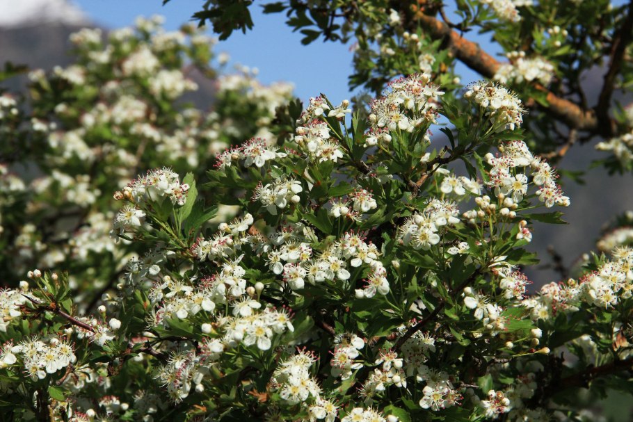 Боярышник однопестичный цветение