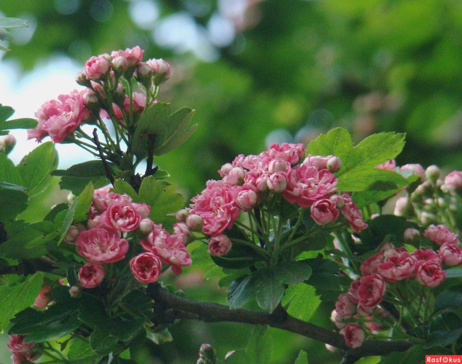 Боярышник морденский Тоба