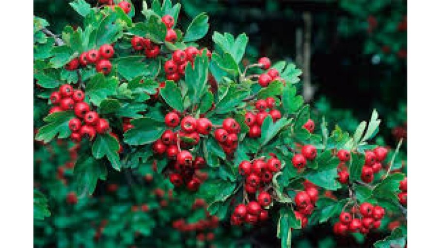 Яблоневый боярышник кустарник