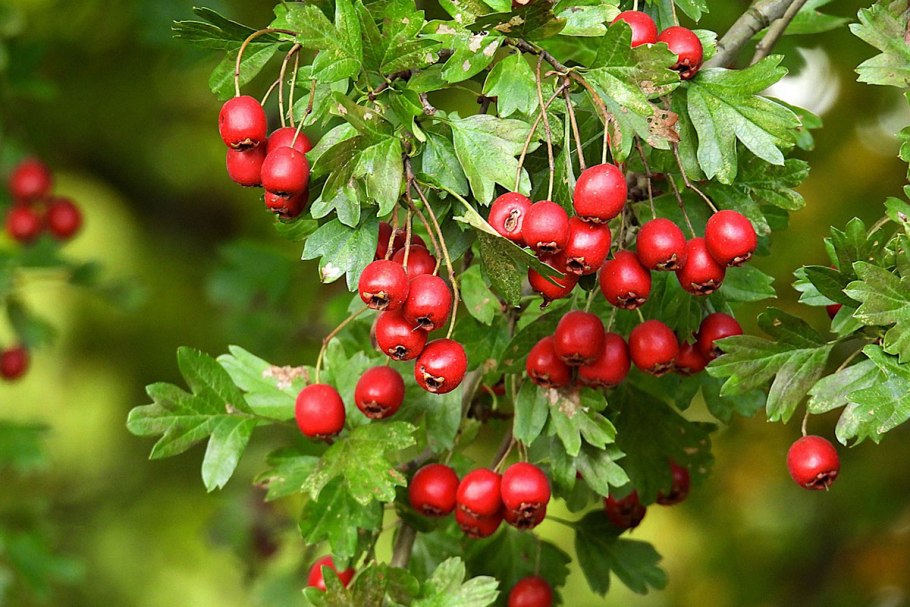 Боярышник обыкновенный Паул Скарлет