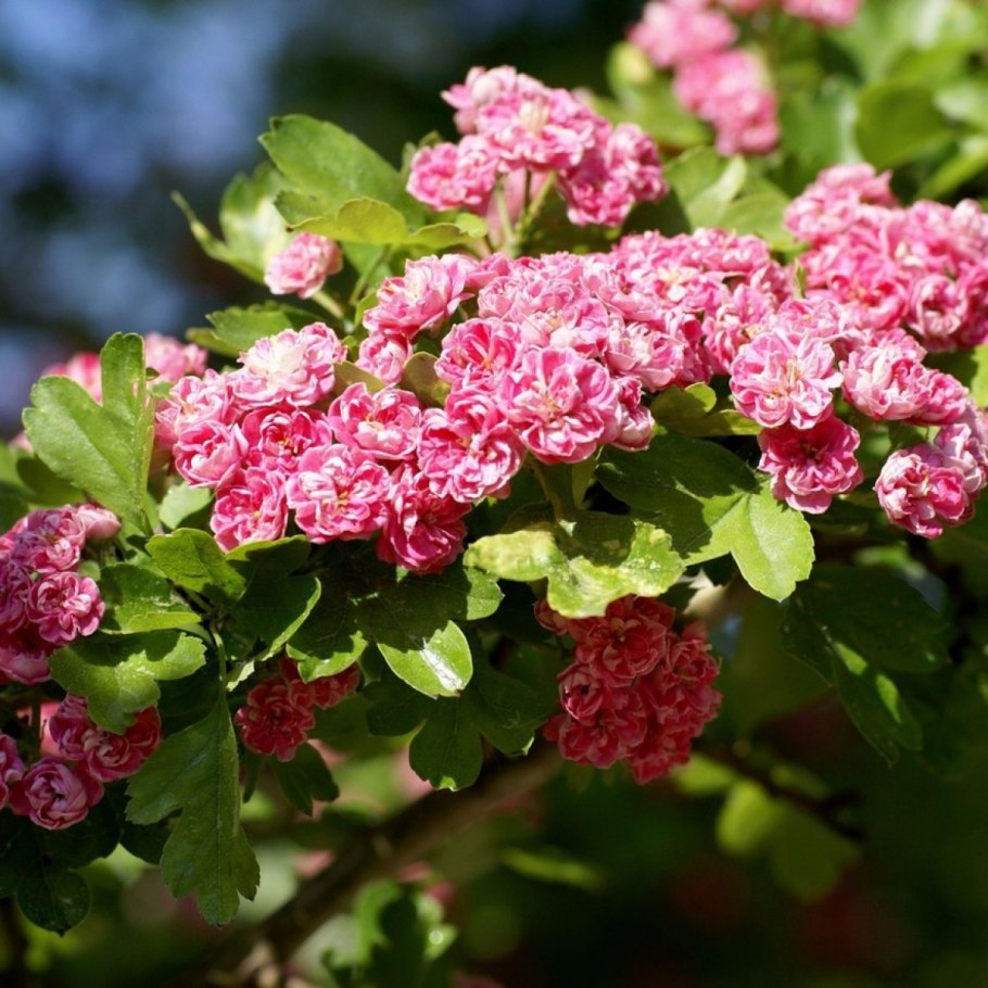 Боярышник однопестичный куст