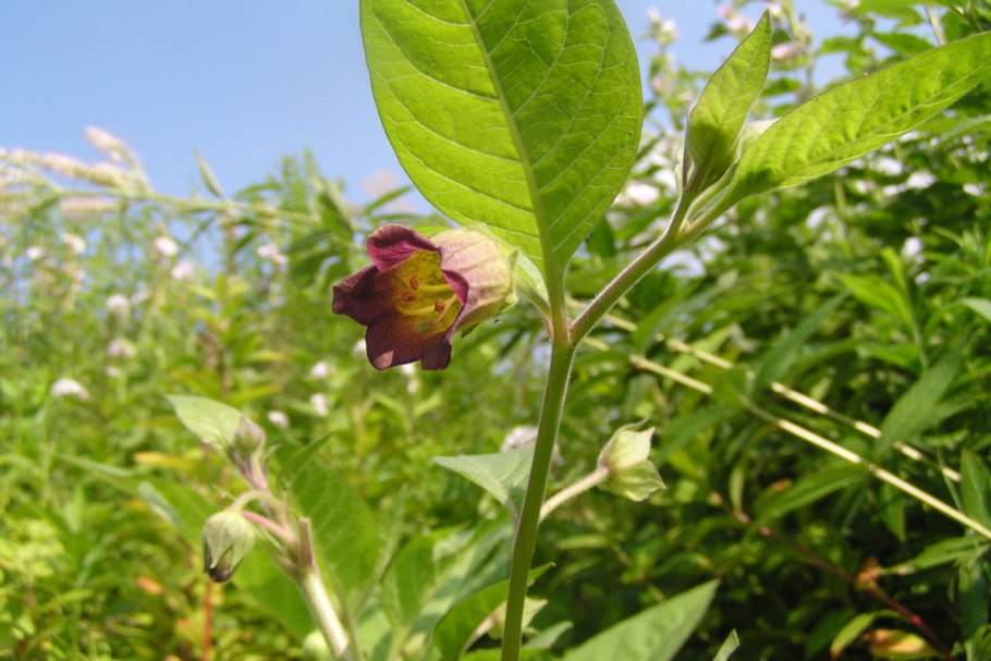 Белладонна ядовитые органы