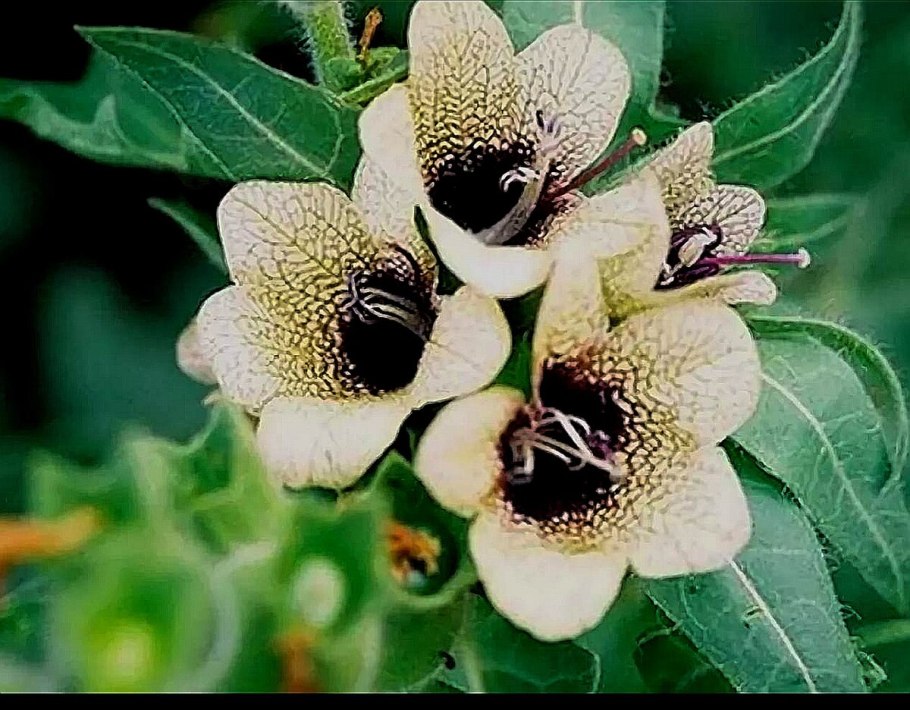 Белладонна ягода