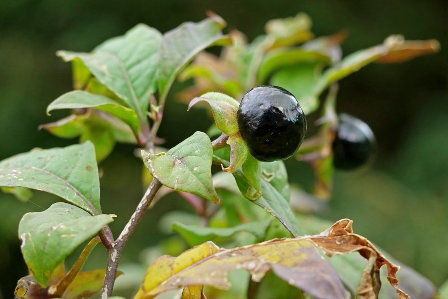 Семена белладонны